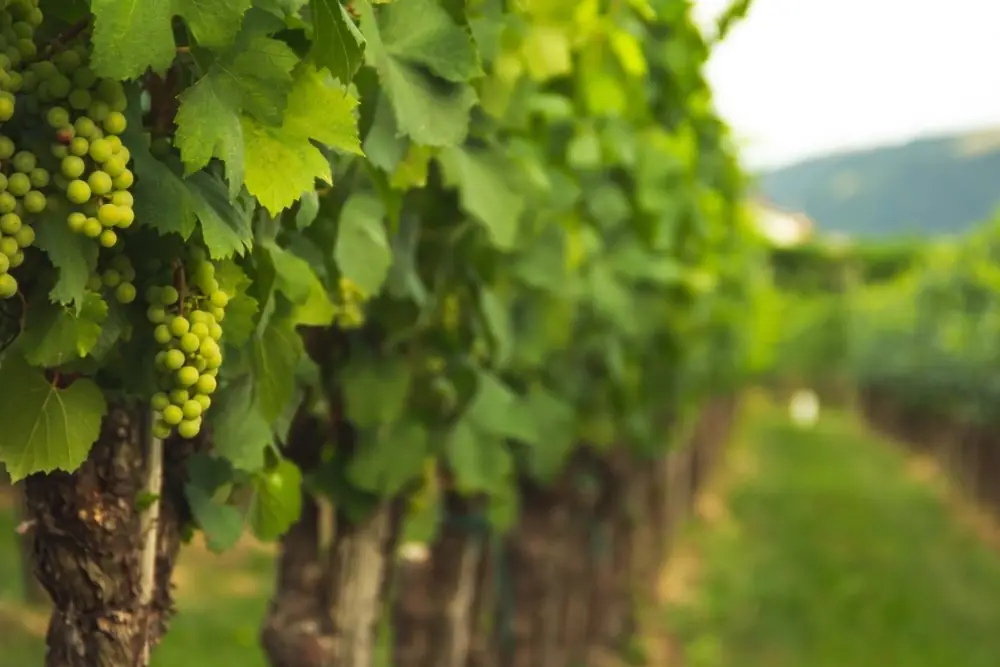 Weinreben mit Trauben in einer Rebzeile