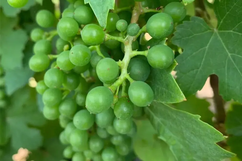Grüne Weintrauben zwischen Weinblättern, Nahaufnahme