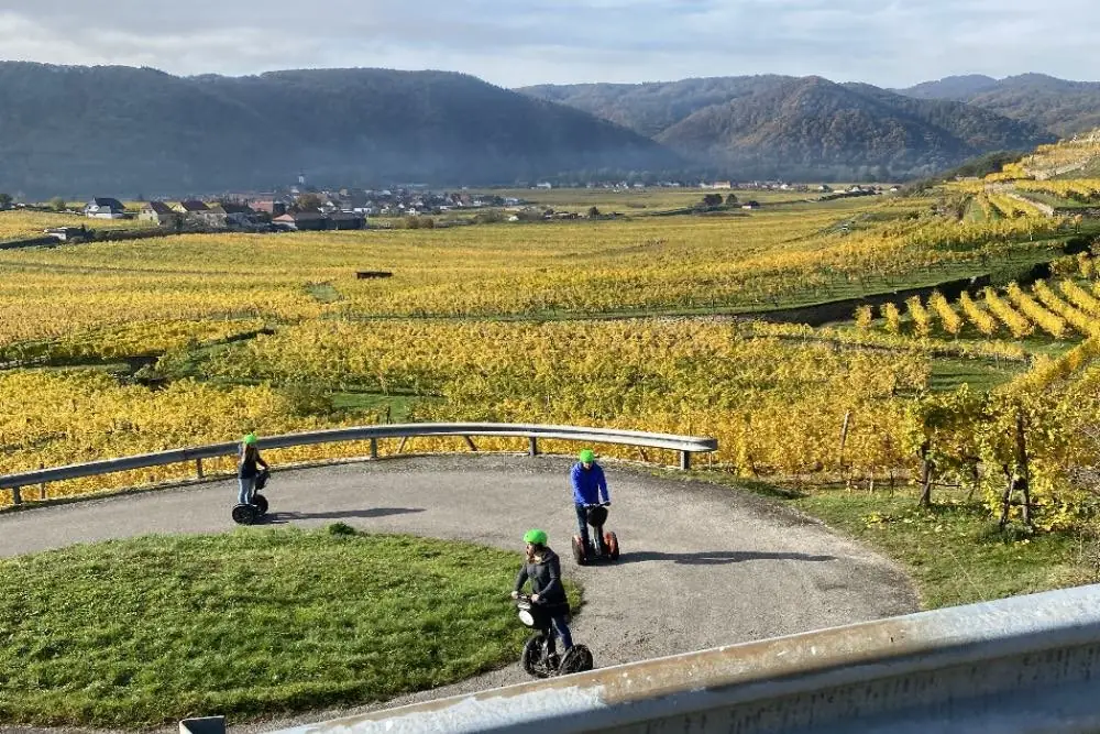 Drei Segway-Fahrer auf einer Wegschleife zwischen herbstlich gelben Weingärten
